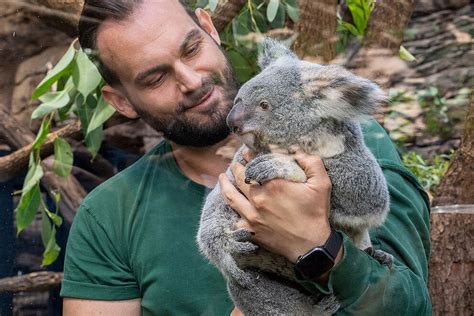 Wilhelma Firma Jung Uebernimmt Koala Patenschaft