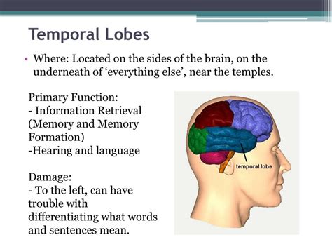 Ppt Lesson 32 The Brain Powerpoint Presentation Free Download Id