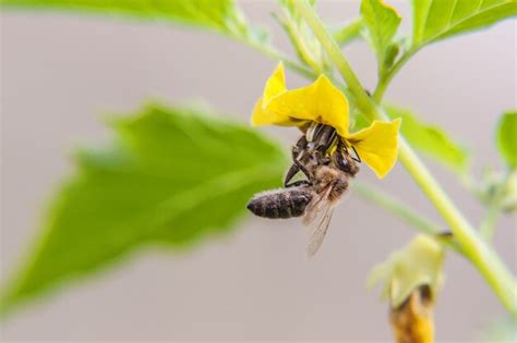 Premium Photo Honey Bee Covered With Yellow Pollen Drink Nectar