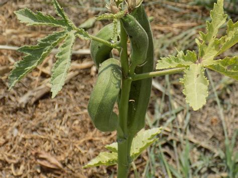 Okra Bhindi Vegetable Free Photo On Pixabay Pixabay