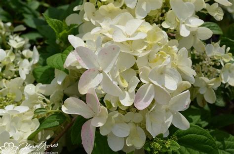 Hydrangea - Fire Light | Floral Acres