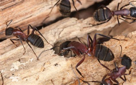 Why Do Carpenter Ants Need Special Bait Yale Pest Control