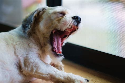 Por Qué Mi Perro Bosteza Cuando Yo Bostezo