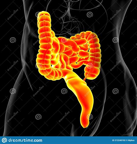 Small And Large Intestine 3d Illustration Human Digestive System