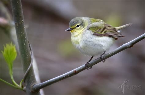 Birding Magee Marsh - a postcard from Ohio - Bird Canada