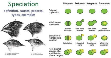 Speciation- Definition, causes, process, types, examples