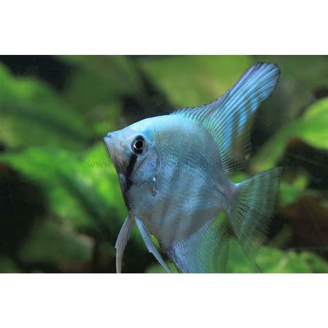 Pterophyllum Scalare Blue Platinum Blauer Skalar Cm Dnz