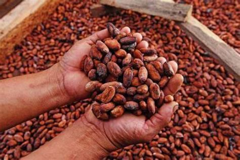 Día Del Cacao Y Del Chocolate Perú Destaca Por Su Producción De Cacao