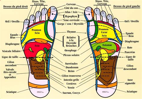 Réflexologie Et Naturopathie 66 Réflexologie Plantaire