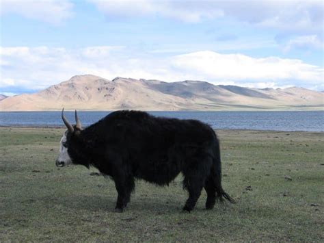 Yak Pictures - AZ Animals