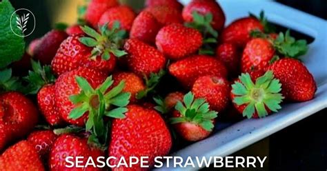 Seascape Strawberry 🍓 🌿 Discover Its Unique Flavor And Growing Needs