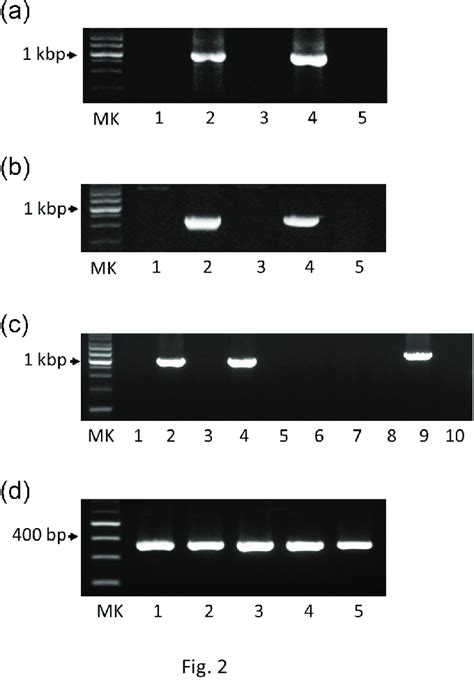 Agarose Gel Electrophoresis Analysis Of Amplified Pcr Products A