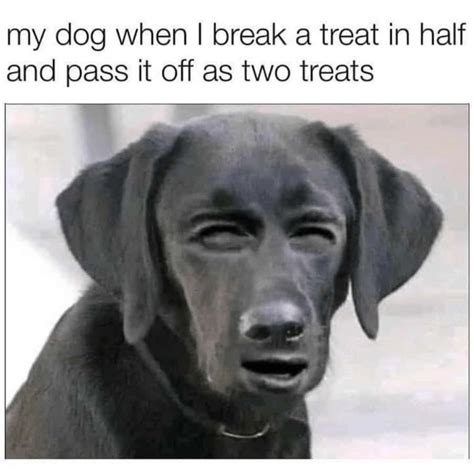 Dog Meme Face