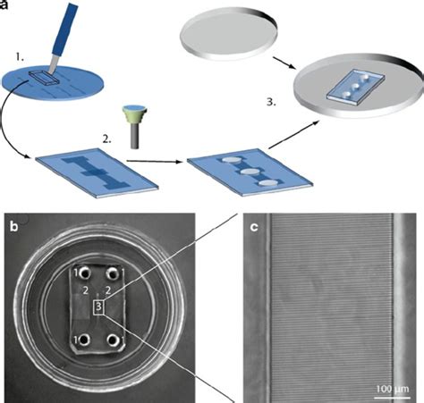 assembly   cell migration chamber  schematic view
