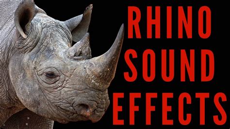 Rhino Sound Effects Rhinoceros Sounds Maktubytv Youtube