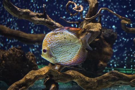 Diskus bunte Cichliden im Aquarium Süßwasserfische im