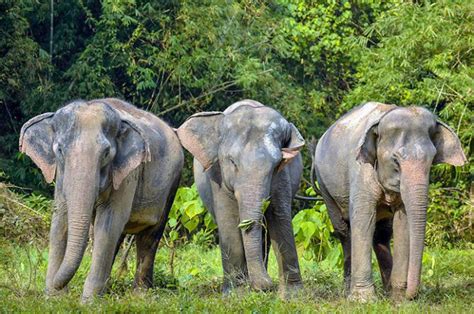 Phuket Elephant Sanctuary Phuket Day Tour Freedom Destinations