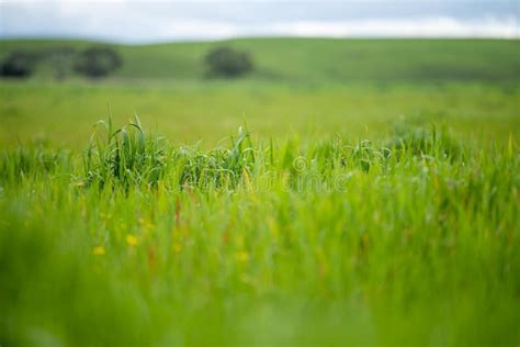 Grass Growing In A Field Long Pasture Growing On A Farm In Spring Cattle Feed Stock Image