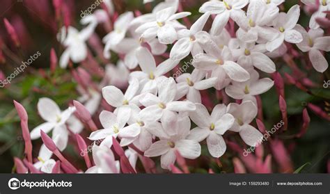 Jazmín rosado también conocido como jazmín blanco Jasminum