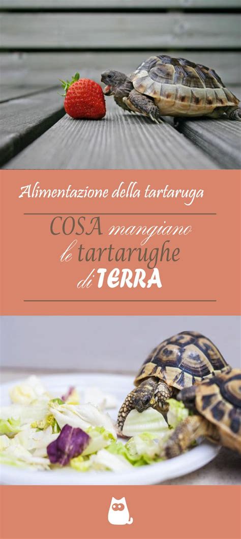 Cosa Mangiano Le Tartarughe Di Terra La Guida Alimentare Completa