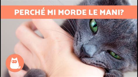 Perché i GATTI MORDONO LE MANI 5 Motivi YouTube