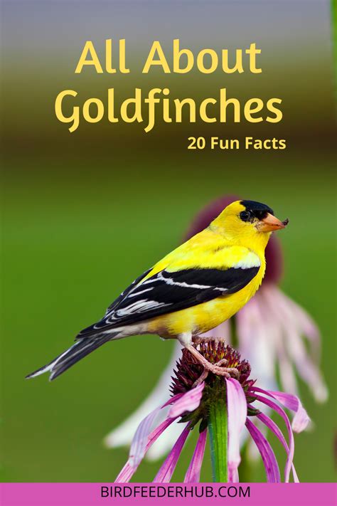 Facts About Goldfinches Backyard Birds Watching Backyard Birds Finches Bird