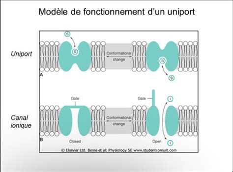 3 Transport Membranaire Flashcards Quizlet