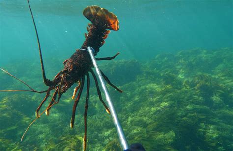 Diving for Crayfish | ilovefishing