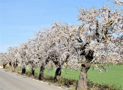 Spring on the road. stock photo. Image of trunks, green - 87305110