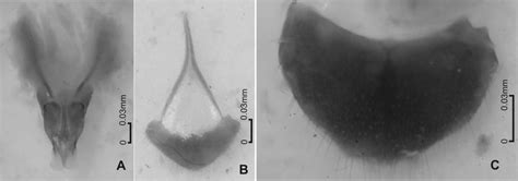 Genitalia De La Hembra De Heteroderes Vallensis Sp Nov A Ovipositor Download Scientific