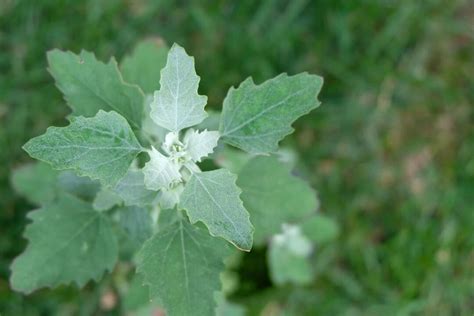 Lambsquarters - Minneopa Orchards