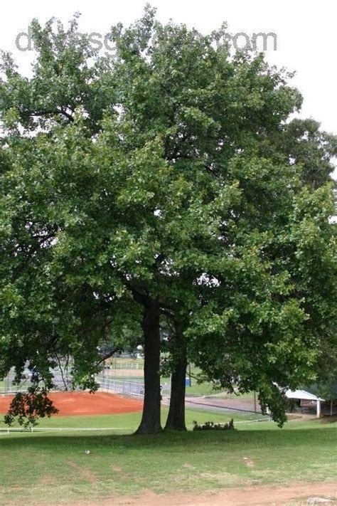 Plantfiles Pictures Blackjack Oak Quercus Marilandica By Melody