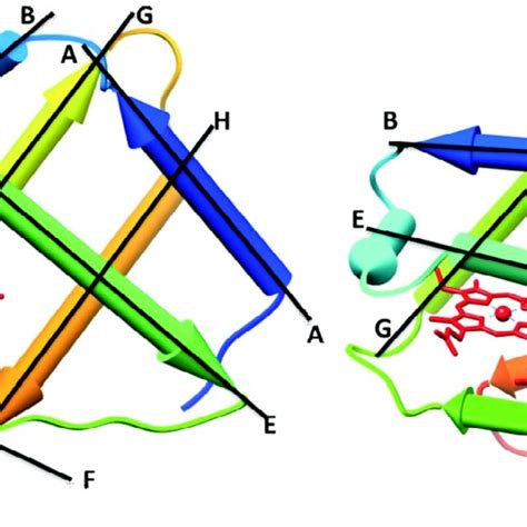 A Comparison Of 3 On 3 And 2 On 2 Globin Folds Representative Of