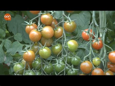 El Tomate De Marruecos Inunda Los Lineales De Los Supermercados