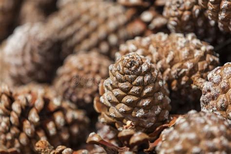 Pinyon Nuts Bursting Out from a Cracked Cone, the Delicious Harvest of ...