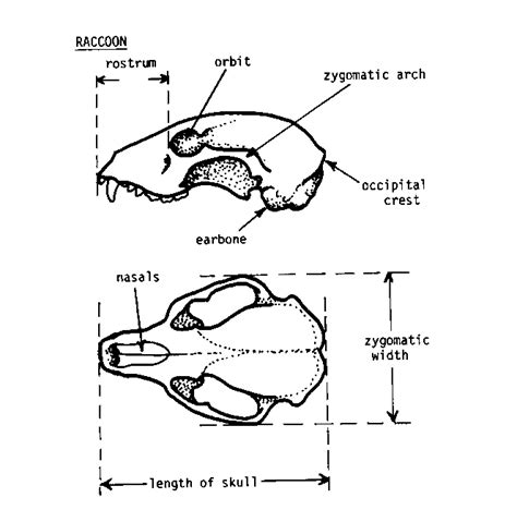 Raccoon Anatomy Diagram