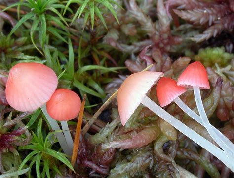 Mycena Adonis The Ultimate Mushroom Guide