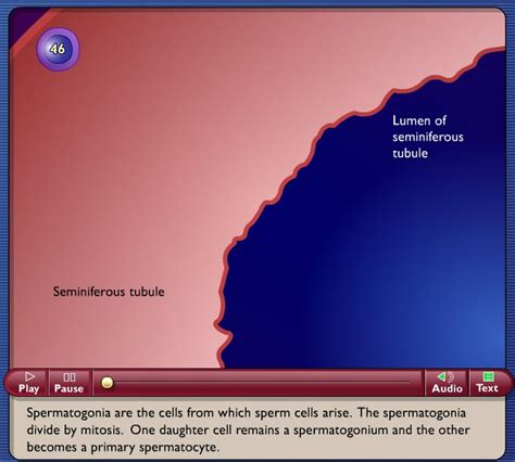 Avibert: Spermatogenesis Animation - Biology