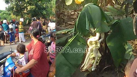 Ribuan Orang Lihat Pisang Aneh Dalam 30 Menit Tumbuh Jantung Dan Buah