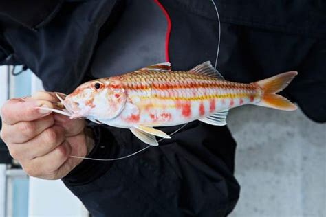 Red Mullet | Planet Sea Fishing