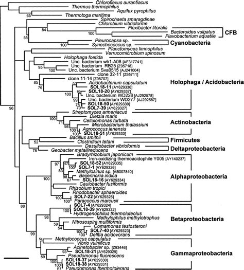 Maximum Likelihood Ml Phylogenetic Tree Showing The Position Of