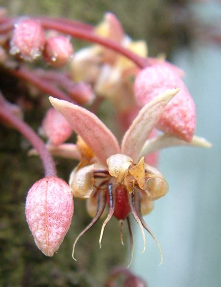 Botanical Gardens | Economic Plants