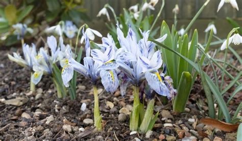 The Ultimate Guide To Planting Iris Bulbs: When, Where, And How ...