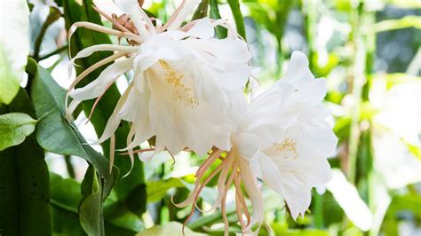 Epiphyllum Oxypetalum Care Guide Top Secrets