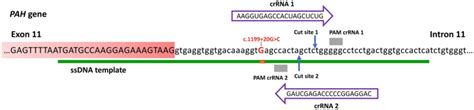 Fig 2 Schematic Representation Of The PAH Antisense RNA