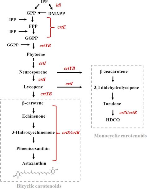 Diagram Of The Astaxanthin Biosynthetic Pathway In X Dendrorhous The