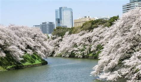 Imperial Palace / Chidorigafuchi Cherry Blossom Festival, Tokyo, Japan