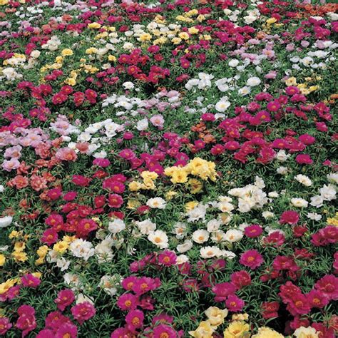 Sundial Hybrid Mix Moss Rose Seeds Gardenchamps