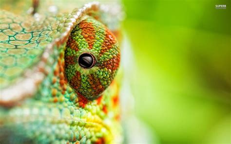 Chameleon Wallpapers - Wallpaper Cave