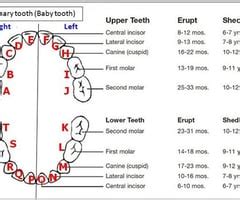 Dental Hygiene Principles Exam Chpt Hard Tissue Exam Of The